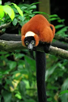 Varecia: Red ruffed Lemur