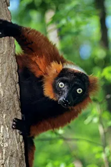 Varecia: Red-ruffed lemur