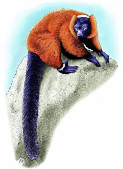 Ruffed: Red Ruffed Lemur