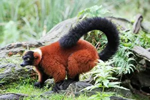 Varecia: Red Ruffed Lemur - feeding on ground, distribution