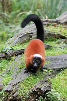 Varecia: Red Ruffed Lemur - feeding on ground, distribution