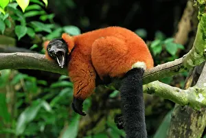 Varecia: Red ruffed Lemur - resting on branch with mouth wide open