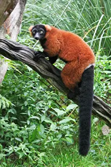 Varecia: Red Ruffed Lemur - sitting on branch