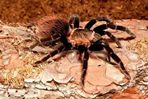 Brachypelma: Red Rump Tarantula, Brachypelma vagans