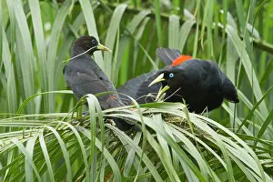 Screaming: Red-rumped Cacique (Cacicus haemorrhous) female