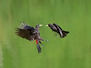 Fight: Red-rumped Cacique fighting Cacicus haemorrhous
