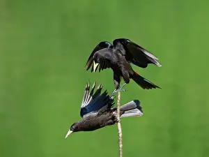 Fight: Red-rumped Cacique fighting Cacicus haemorrhous