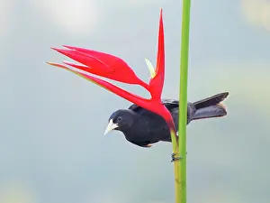 Fight: Red-rumped Cacique on Heliconia flower Cacicus haemorrhous