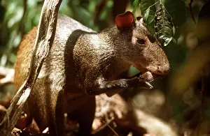 Nuts: Red-rumped / orange-rumped AGOUTI - eating Brazil nut seed
