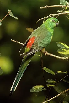 Psephotus: Red-rumped Parrot