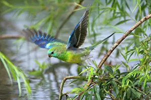 Murray: Red-rumped Parrot - adult male takes off from a