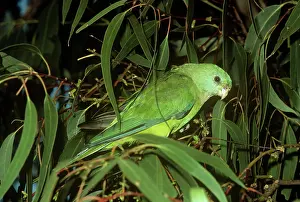 Psephotus: Red-rumped Parrot - female