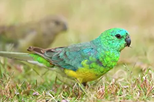 Psephotus: Red-rumped Parrot - male and female feeding on grass