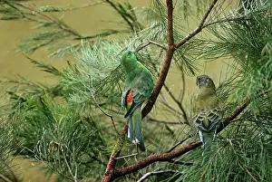 Psephotus: Red-rumped Parrot - In trees