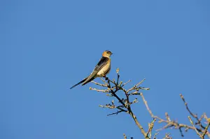 Daurica: Red-rumped Swallow