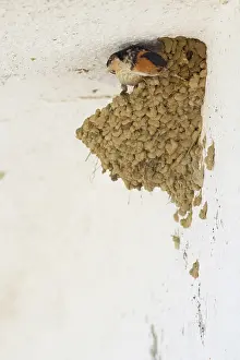 Algarve: Red-rumped Swallow