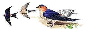 Hirundo: Red-rumped Swallow