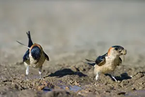 Daurica: Red rumped Swallow - Two birds on the ground collecting