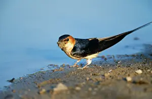 Red-rumped SWALLOW - Collecting mud for nest building