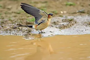 Daurica: Red-rumped Swallow, collecting nest material