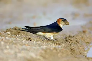 Daurica: Red-Rumped Swallow - collecting nest material