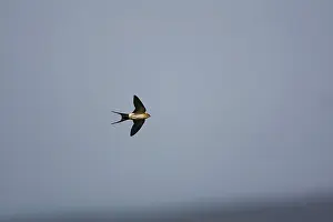 Daurica: Red-rumped Swallow - In flight