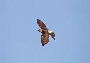 Daurica: Red-rumped Swallow - in flight