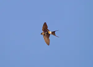 Daurica: Red-rumped Swallow - in flight