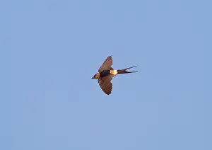 Daurica: Red-rumped Swallow - in flight with food in bill