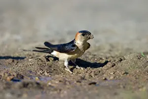 Daurica: Red-rumped Swallow - On the ground collecting mud