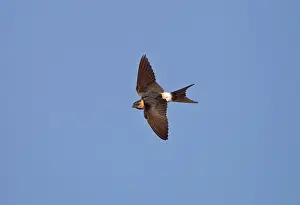 Daurica: Red-rumped Swallow - juvenile in flight