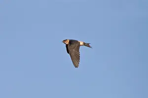 Daurica: Red-rumped Swallow - juvenile in flight