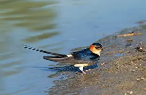 Daurica: Red-rumped SWALLOW - By a muddy pool