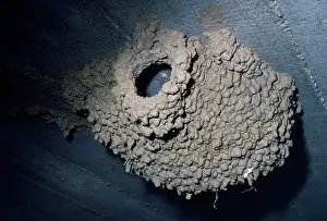 D. W. Greenslade: Red-rumped Swallow - nest