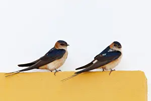 Daurica: Red rumped Swallow - pair of adults perching on door frame