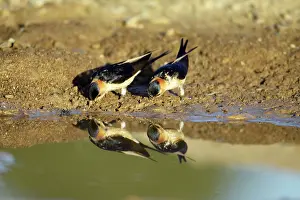 Puddles: Red-Rumped Swallow - pair at puddle collecting nest material
