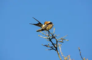 Daurica: Red-rumped Swallow - preening