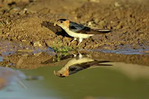Puddles: Red-Rumped Swallow - at puddle collecting nest material