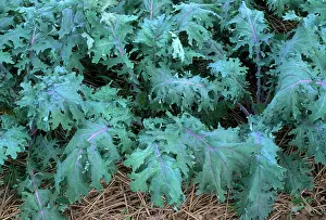 Leafy: Red Russian Kale