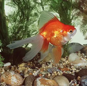 Aquariums: RED RUYAKIN GOLDFISH
