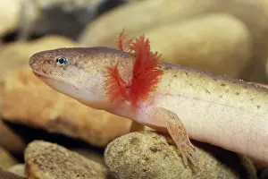 Pseudotriton: Red Salamander
