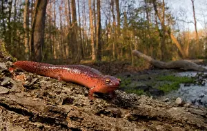 Appalachians: Red Salamander