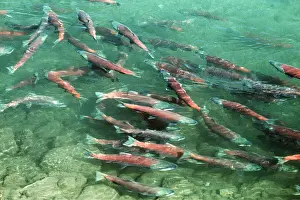 Spawning: RED SALMON - In spawning River