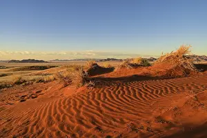 Dryness: The red sand of the Namib Desert glows in the evening light