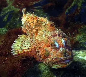Scorpaena: Red Scorpionfish