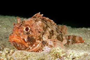Scorpaena: Red scorpionfish (Scorpaena scrofa), Eastern Atlantic