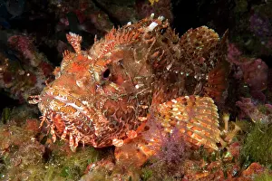 Scorpaena: Red scorpionfish (Scorpaena scrofa), Meersau, Elba