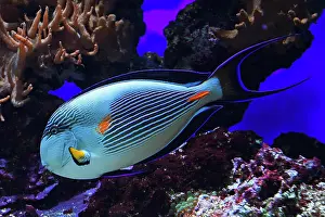 Surgeonfish: Red sea clown surgeon (Acanthurus sohal), endemi