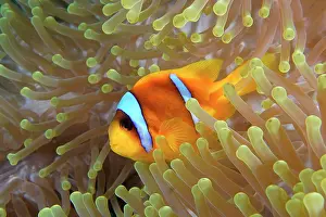Damselfish: A red sea clownfish (Amphiprion bicinctus) in its