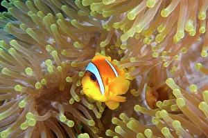 Damselfish: A red sea clownfish (Amphiprion bicinctus) in its